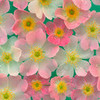 Pink Japanese Anemones